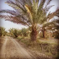 فروش انواع نخل خرما درخت مرکبات