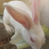 خرگوش خوشگل چشم قرمزم