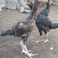 انواع جوجه لاری و خروس (نمین)|حیوانات مزرعه|اردبیل, |دیوار