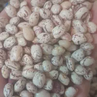 لوبیا چیتی تازه