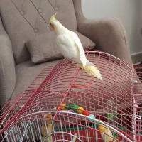 جوجه سرلاکی عروس هلندی دونخورشده معاوضه دارم|پرنده|صائین قلعه, |دیوار