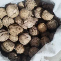 گردوشاهجهان|خوردنی و آشامیدنی|شیروان (خراسان), |دیوار