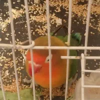 طوطی کوتوله|پرنده|اصفهان, کوی ولی عصر|دیوار