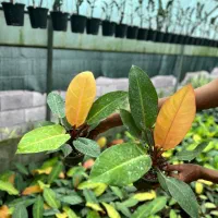 فیلو پرتقالی شاهزاده فیکوس بلک زامو سبز بلک سانس|گل و گیاه طبیعی|سلمان‌شهر, |دیوار