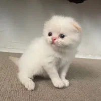 اسکاتیش لانگ هیر رد پوینت