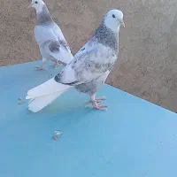 جوجه (حمیدحیدری)