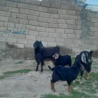 دوعدد بز و بزغاله جوان