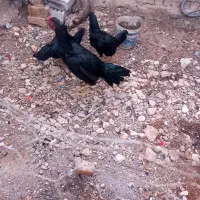 قیمت توافقی