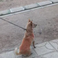 سگ پاکوتاه