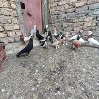 بهبونی قاطی|پرنده|مرودشت, تخت جمشید|دیوار