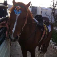 اسب|اسب و تجهیزات اسبسواری|مود, |دیوار