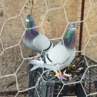 جفت مسافتی کار داده