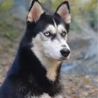 واگذاری رایگان سگ هاسکی