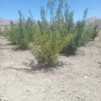 کارگر فضای سبز