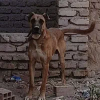 سگ افغان نر|سگ|کرمان, |دیوار