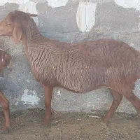 اول بخون بعد تماس بگید|حیوانات مزرعه|بندر دیر, |دیوار