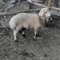 بره نر برا تخم بهترین نژاد و کشتن