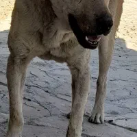 سگ گمشده|سگ|ماهیدشت, |دیوار