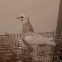 کبوتر|پرنده|کنگاور, |دیوار