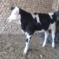 گاو گوساله|حیوانات مزرعه|تایباد, |دیوار