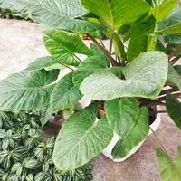 گل گل گل|گل و گیاه طبیعی|علی‌آباد کتول, |دیوار