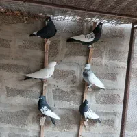 سینه|پرنده|شیراز, فرهنگ شهر|دیوار