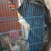 عروس هلندی نر باقفس