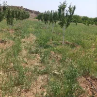 باغ|فروش خانه و ویلا|قاهان, |دیوار