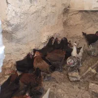 مرغ تخم گذار محلی و جوجه خروس محلی|حیوانات مزرعه|لار, |دیوار