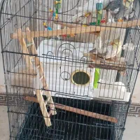 عروس هلندی با سبد لانه