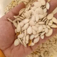 کدوتخمی درجه یک
