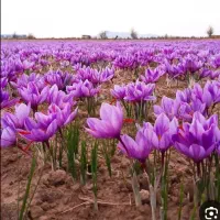 کشت زعفران شراکتی