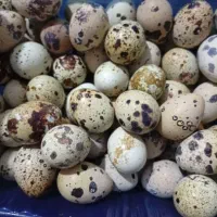 تخم نطفه داربلدرچین