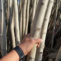 تولید و عرضه نهال صنوبر در اندازه های مختلف|خدمات باغبانی و درختکاری|پارس‌آباد, |دیوار