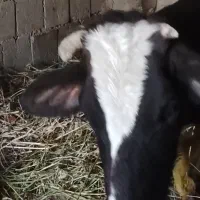 گاو هلشتیان