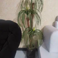 حراج.درختچه.جاشمعی.تابلو.ظروف استیل و ملامین|حراج|پرند, فاز ۳|دیوار