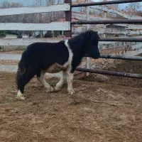 فروش اسب|اسب و تجهیزات اسب‌سواری|لواسان, |دیوار