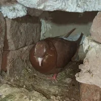 کبوتر دم سفید|پرنده|گناباد, |دیوار