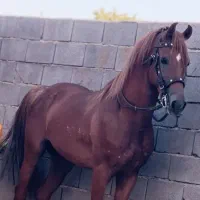 نریون عرب یکسر