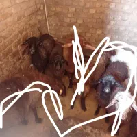 میش بره میش آبستن
