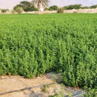 فروش یونجه سبز|خدمات باغبانی و درختکاری|خورموج, |دیوار