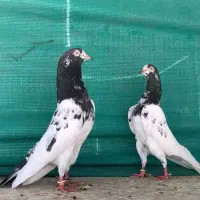 کبوتر بلندپرواز ضمانتی ۱۴ساعت