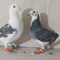 شامی. طوقی. ،کله کاکلی، شازده