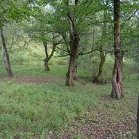 خرید انواع چوب صنوبر وجنگلی|خدمات باغبانی و درختکاری|لنگرود, |دیوار