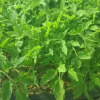 نهال گوجه فرنگی