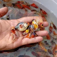 گلدفیش ماهی|ماهی|سنندج, |دیوار