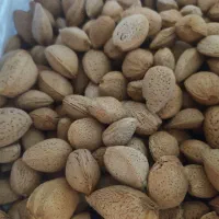 بادام درختی سنگی تازه