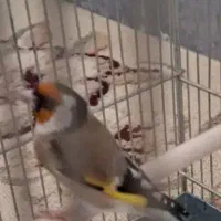 سهره نرماده آماده