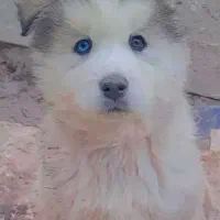 هاسکی|سگ|رشت, حومه رشت|دیوار