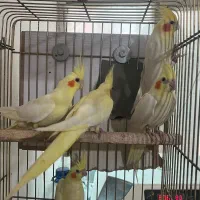 عروس هلندی لوتینو، آلبینو، وایت فیس،ایزابلا،دوکت|پرنده|تهران, قلهک|دیوار